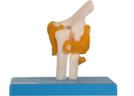 Локтя модели анатомии тренировки образования нога колена человеческого тазобедренная совместная с лигаментом