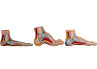 Нормальная/плоская/сдобренная анатомическая модель ноги для медицинской тренировки