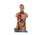 20 торса частей модели PVC человеческой анатомической с головой раскрывают