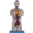 Модель анатомии прозрачного торса человеческая с нервными и васкулярными структурами
