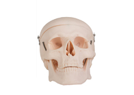 Модель анатомии реалистического взрослого черепа человеческая для тренировки коллежей