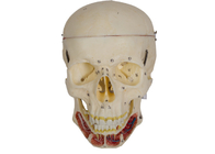Взрослая модель черепа с нервом и артерия для тренировки медицинского института