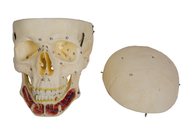 Черепные синусы покрасили человеческую модель черепа для тренировки