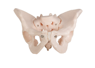 Покрашенные вручную подвздошная кость таза modelWith 2 анатомии человеческого тела мужская