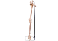 PVC 3D понижает модель косточки лимба тазобедренную для медицинской тренировки