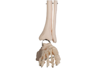Ноги анатомии PVC ISO линия провода Fibula человеческой анатомическая модельная