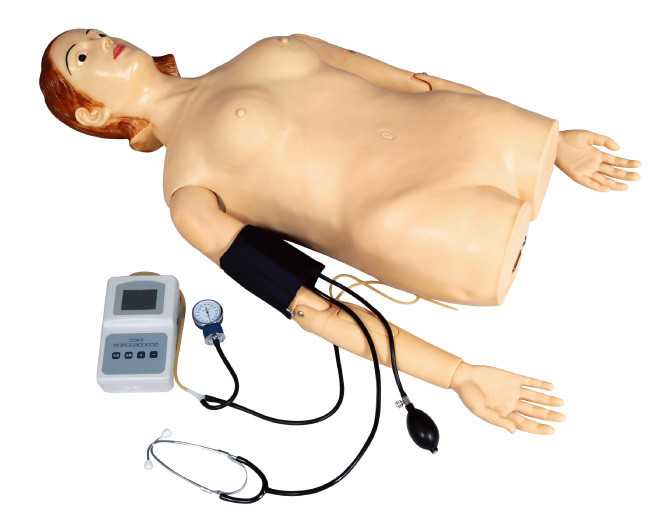 Женская половина - имитатор пальпации тела с измерением кровяного давления для школы, больницы