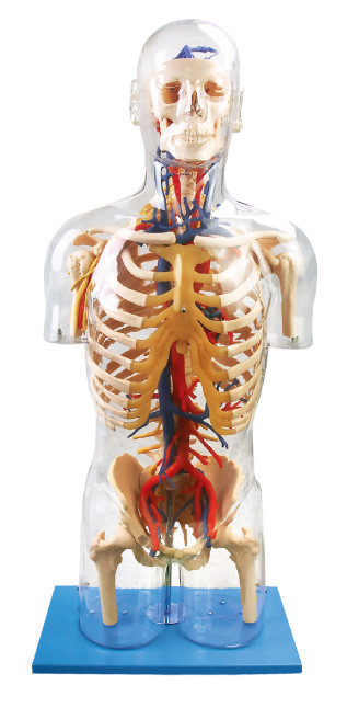 Нервная внутренней модели анатомирования orangs видимой людской главная и васкулярная кукла образования