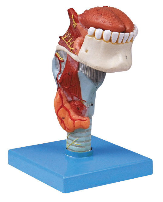 Гортань модели анатомирования manufactory ISo людская с toungue, моделью человека зубов