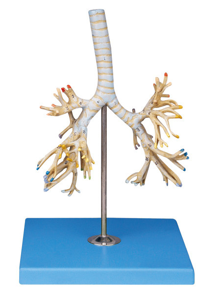 Положения дерева 50 предварительной модели анатомирования PVC людской бронхиальные dispalyed для тренировки Colleage