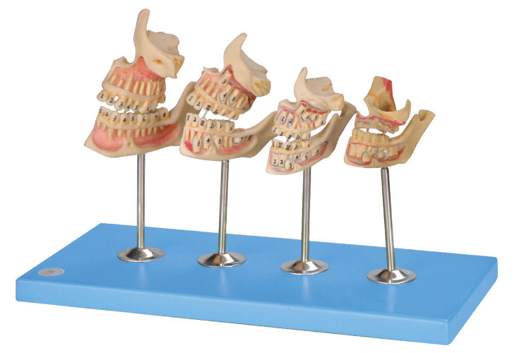 Модель зубов развития людская для больниц, школ, тренировки коллежей