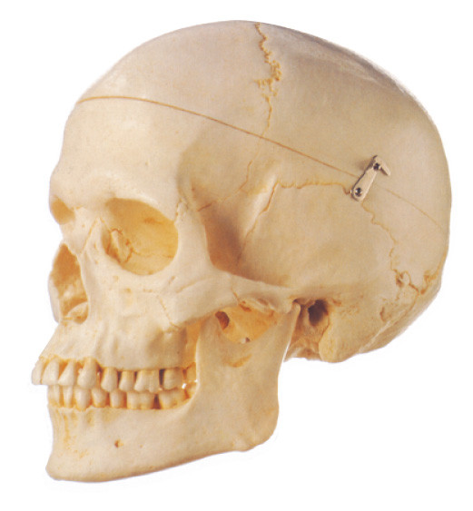 Модель 3 анатомирования взрослого черепа Removeable людская разделяет образование школы
