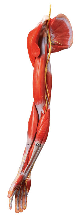 Мышцы анатомирования рукоятки людского моделируют с главными сосудами и нервами