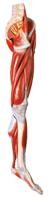 мышцы 10 частей анатомирования ноги людского моделируют с главными сосудами и нервами