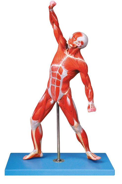 Мышцы мыжских положений модели 69 анатомирования показывают traing модель