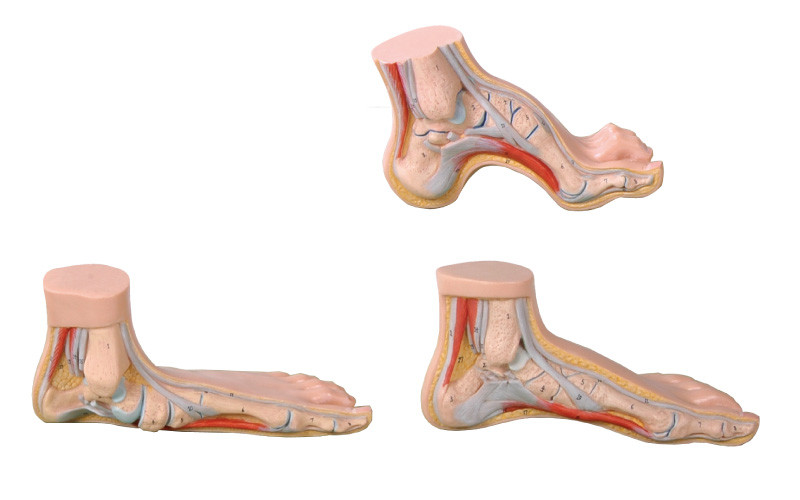Нормальный, плоский, сдобренный модели анатомирования ноги инструмент людской в натуральную величину медицинский
