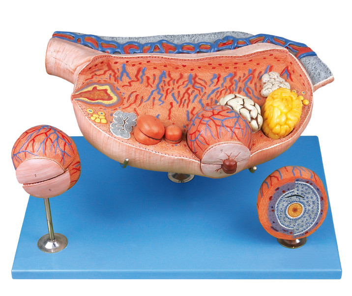 8 увеличенной частей модели анатомирования завязи людской показывают овариальные фолликулы, ovium, овуляцию, Овум