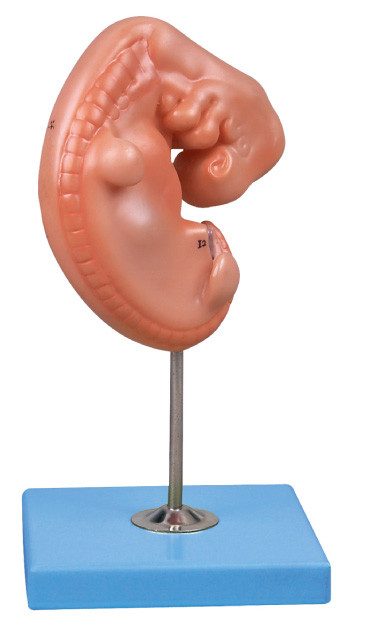 модель анатомирования старого зародыша 4 недель людская установила на стойке