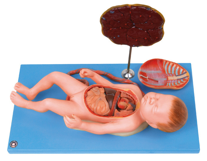 Людской плод модели анатомирования с viscus и семяносцем, пуповиной, внутренними органами