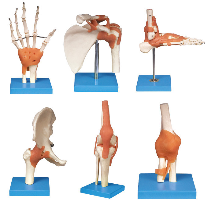 Совместный инструмент образования модели анатомирования серии (плеча, локтя, вальмы, колена, руки, ноги) людской