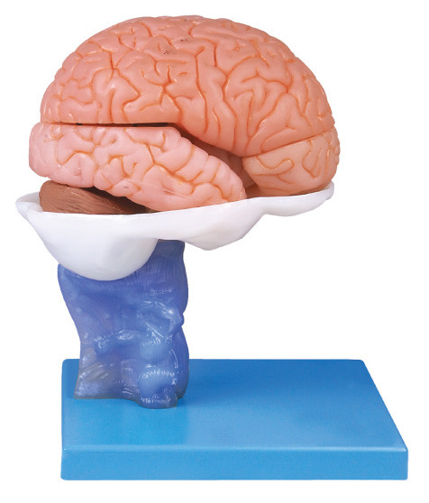 Предварительная модель Anatomyical людского мозга картины с 15 частями для тренировки анатомирования