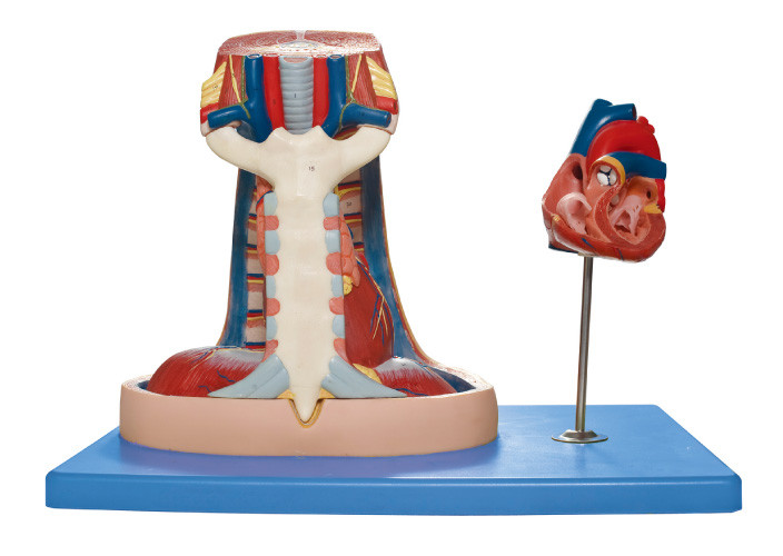 Модель анатомирования Mediastinum модельная (грудина, тимус, mediastinum) людская для медицинской тренировки