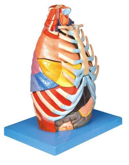 Реалистическая модель анатомирования торакальной полости людская с низкопробным инструментом тренировки