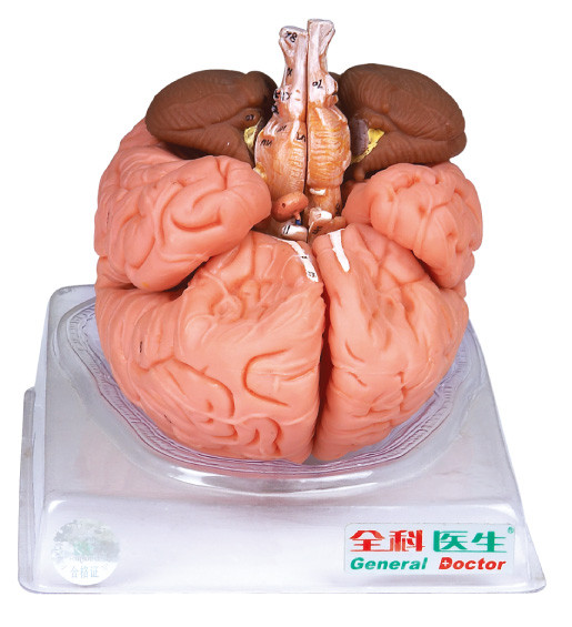 Импортированная модель мозга Anatomyical краски взрослая с сагиттальным разделом
