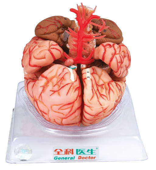 Модель мозга с артериями церебральными для тренировки медицинских институтов