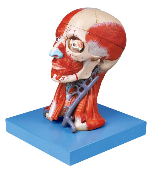 Модель мозга с мышцей Pate и кровеносными сосудами для тренировки медицинских коллежей