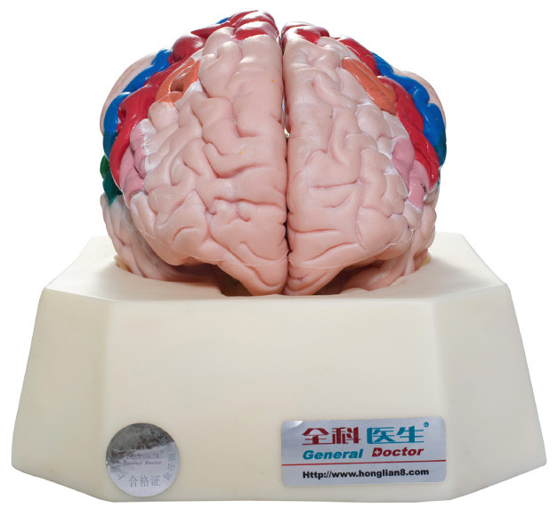 Функциональные зоны модели для больниц, тренировки анатомирования коры большого мозга людской школ
