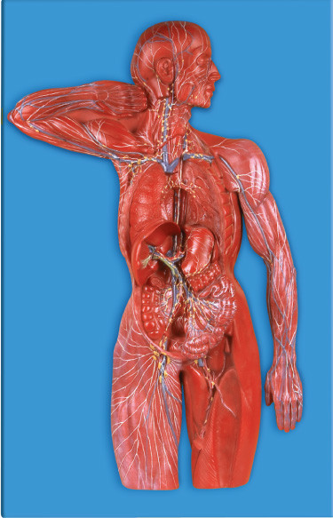 Модель для больниц, имитация анатомирования лимфатической системы людская коллежей