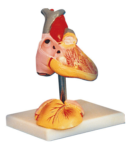 Положения модели 25 анатомирования сердца ребенка людские показанные для медицинской тренировки