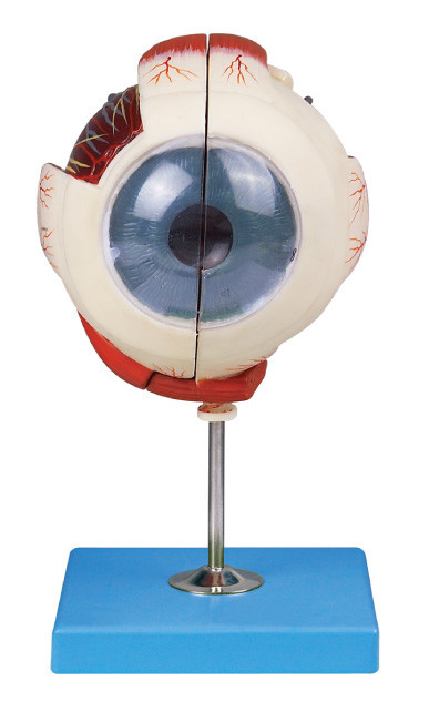 2 зрачка анатомирования глаза модели демонстрации части структуры глаза
