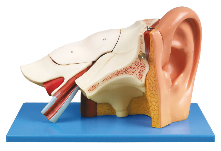 Модель анатомирования уха 3 времен людская с съемными равенствами для тренировки shool
