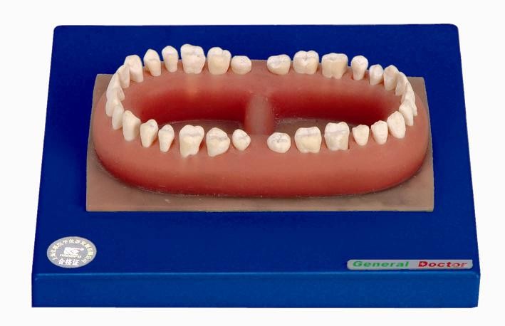 Предварительная модель зубов PVC людская взрослого сделанного для анатомической тренировки