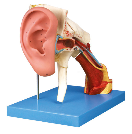 Модель анатомирования уха Removeable людская показывает внешнее, среднее и внутреннееое ух ухо для тренировки
