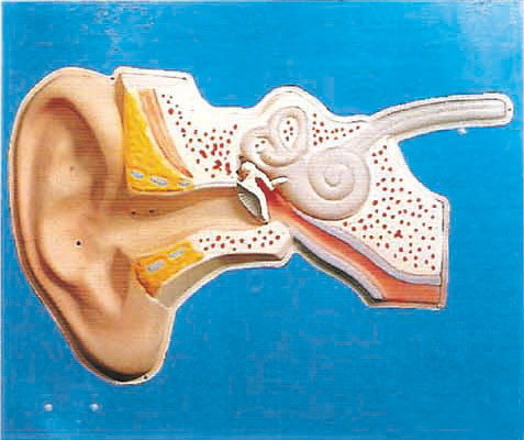 Модель анатомирования уха слуховая регулированная людская для медицинской тренировки