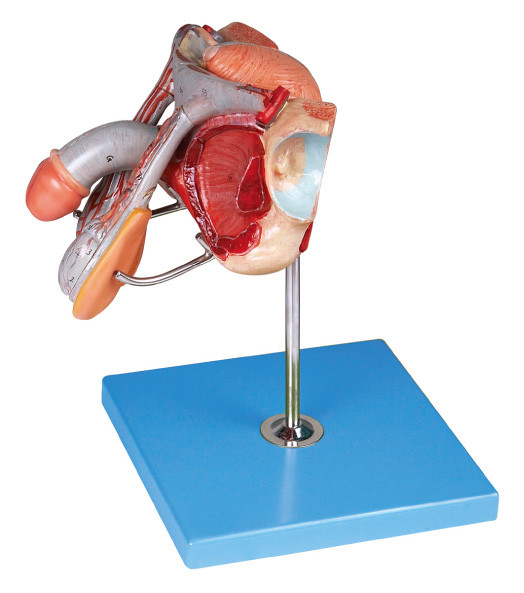 Мыжская модель структуры генитальных органов для тренировки медицинских коллежей