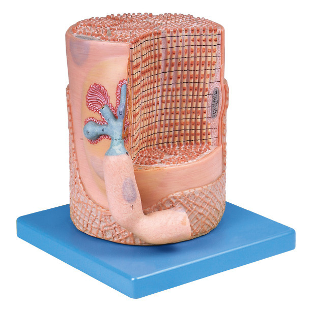 Волокно скелетной мышцы слабонервной системы с моделью анатомирования endplate мотора людской для медицинского образования