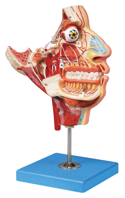 Нервы и сосуды в анатомировании лицевого черепа людском моделируют модель тренировки
