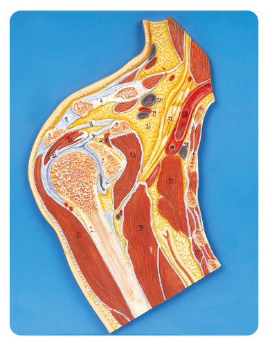 Анатомирование раздела соединения плеча медицинское моделирует 23 показанную положениями модель образования
