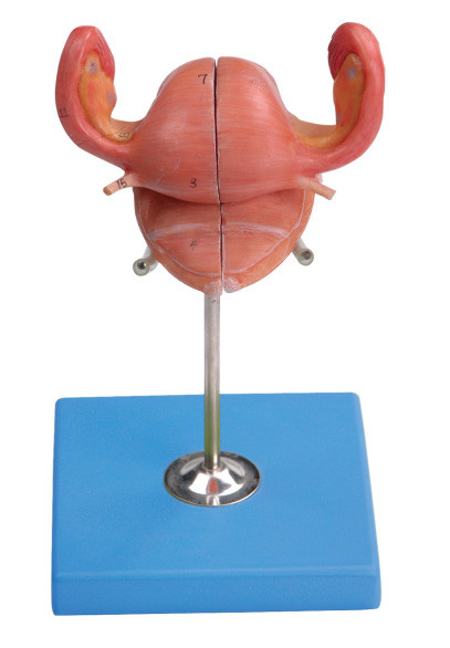 Модель Uterus с пузырем и влагалищный сагиттальный раздел для тренировки