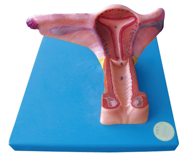 Женская внутренняя генитальная модель людского органа с 19 положениями показана для тренировки