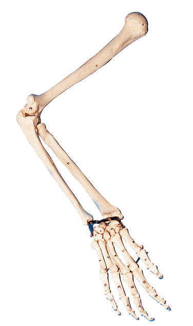 В натуральную величину модель рукоятки анатомирования/людская модель анатомирования для тренировки лаборатории
