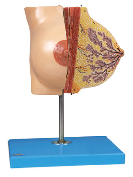 Модель груди анатомирования о молочной железой в периоде отдыха для тренировки больницы