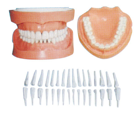 Отделяемые людские зубы моделируют с корнем/зубоврачебными моделями образования пациента
