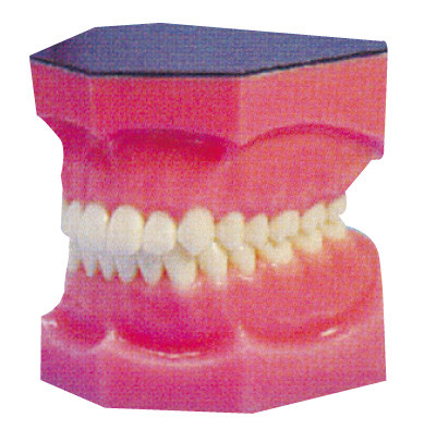 Усиленные зубоврачебные зубы моделируют для интернатуры и тренировки студент-медиков