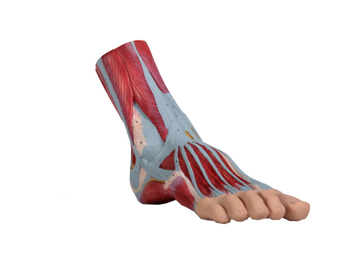 Мышца PVC модели анатомии ноги человеческая покрасила цвет для тренировки