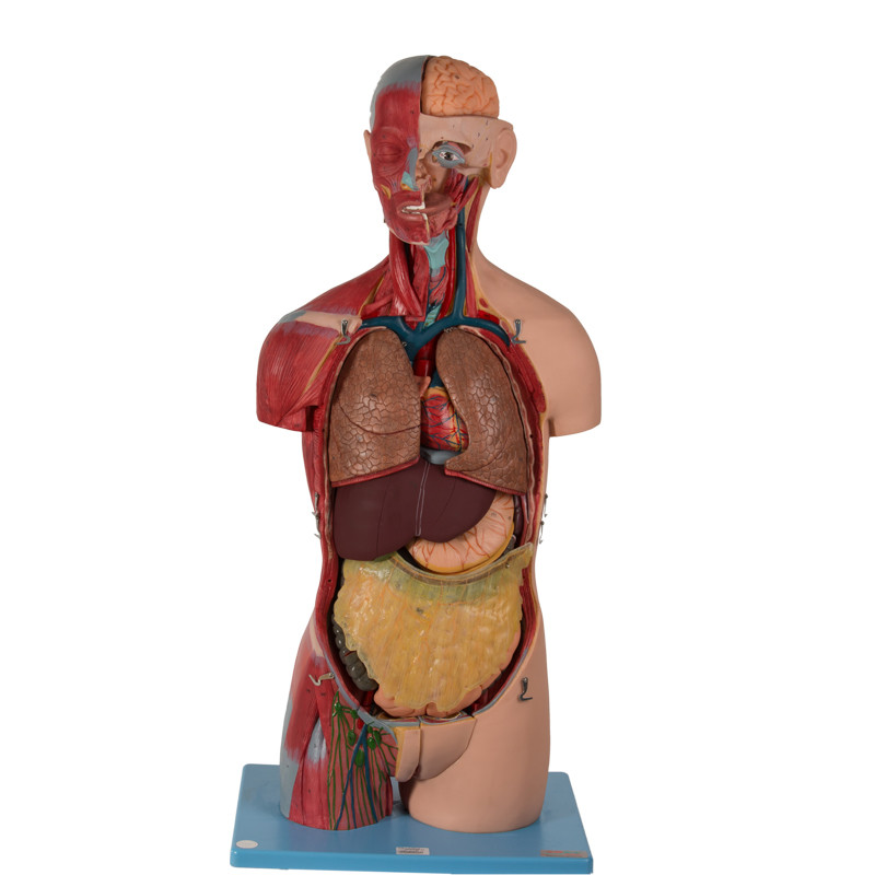 20 частей модели Sexless торса анатомической с внутренними органами